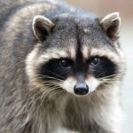 Another rabid raccoon discovered in Westlake Village