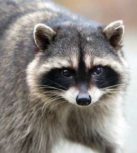 Another rabid raccoon discovered in Westlake Village