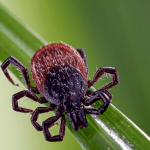 Madison County reports rare case of Powassan virus