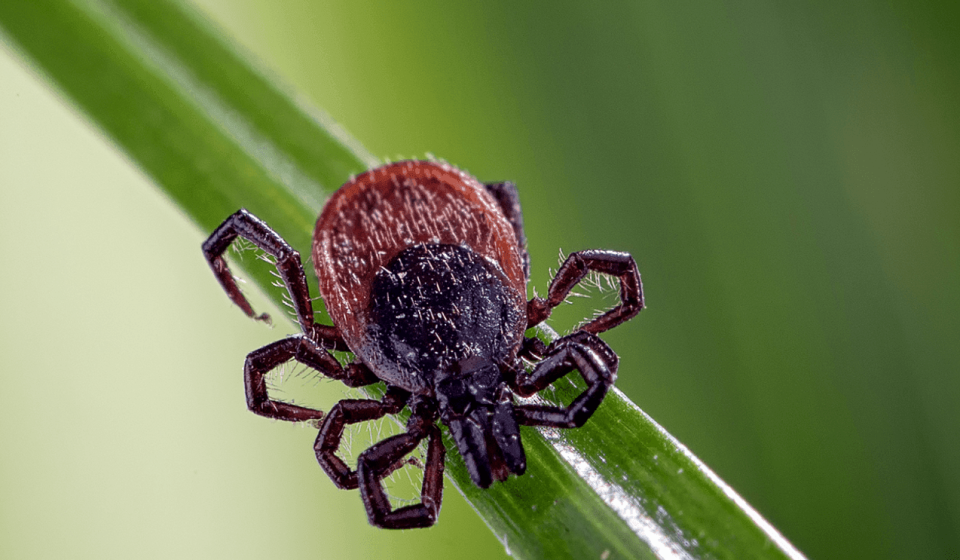 Madison County reports rare case of Powassan virus