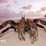 Crew searching for Amelia Earhart's plane lands on remote island infested with carnivorous crabs