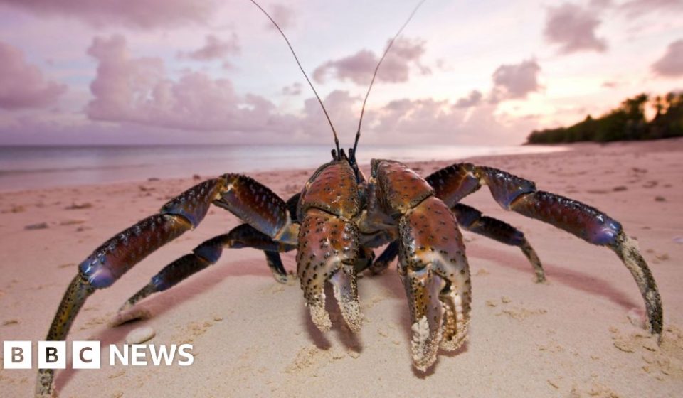 Crew searching for Amelia Earhart's plane lands on remote island infested with carnivorous crabs