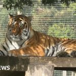 Wildlife park remains closed after tiger attack - BBC