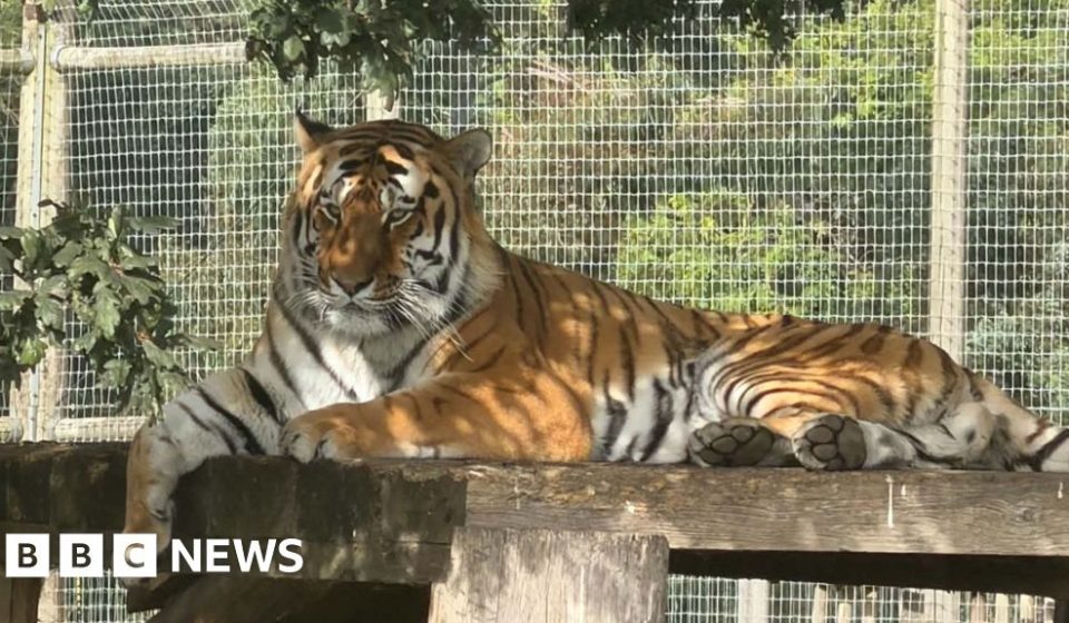 Wildlife park remains closed after tiger attack - BBC