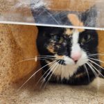 Do you know this feline? “Sociable” cat tests positive for rabies in Prince William County – WTOP News