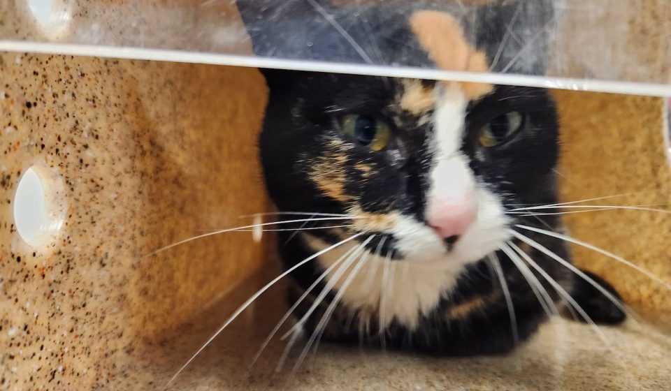 Do you know this feline? “Sociable” cat tests positive for rabies in Prince William County – WTOP News