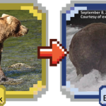 Backpack voted winner of Fat Bear Week 2026, beating another descendant of former champion
