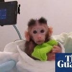 Peta releases video showing experiments on baby monkeys at University of Washington | Washington State