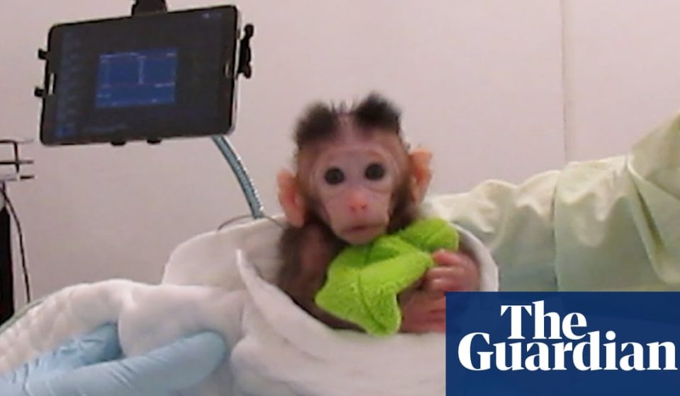 Peta releases video showing experiments on baby monkeys at University of Washington | Washington State