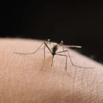 13-year-old boy hospitalized with severe case of West Nile virus