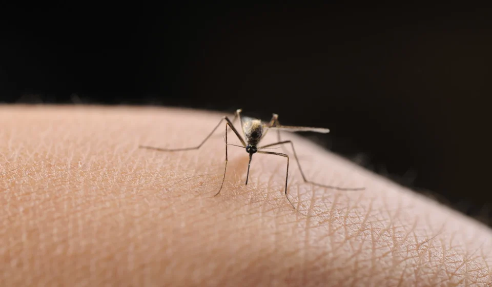 13-year-old boy hospitalized with severe case of West Nile virus