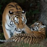 Man dead, tiger spared after habitat violation at UK zoo