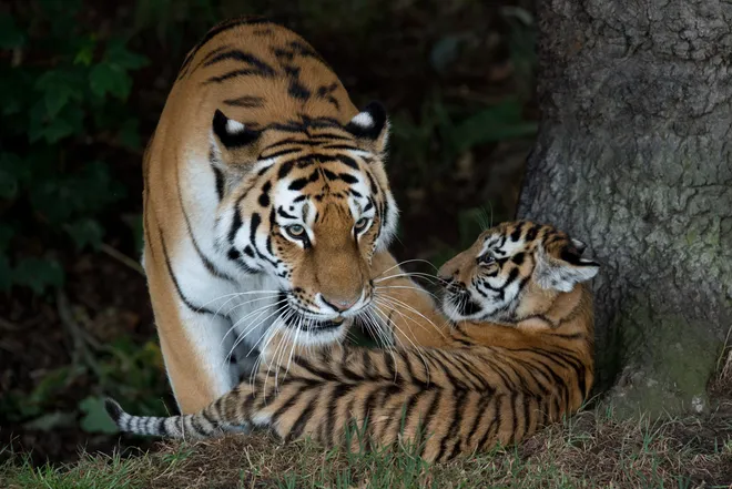 Man dead, tiger spared after habitat violation at UK zoo Man dead, tiger spared after habitat violation at UK zoo