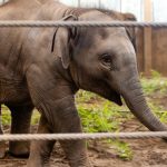 Tula-Tu stable as Oregon Zoo veterinarians treat fast-progressing strain of elephant herpes