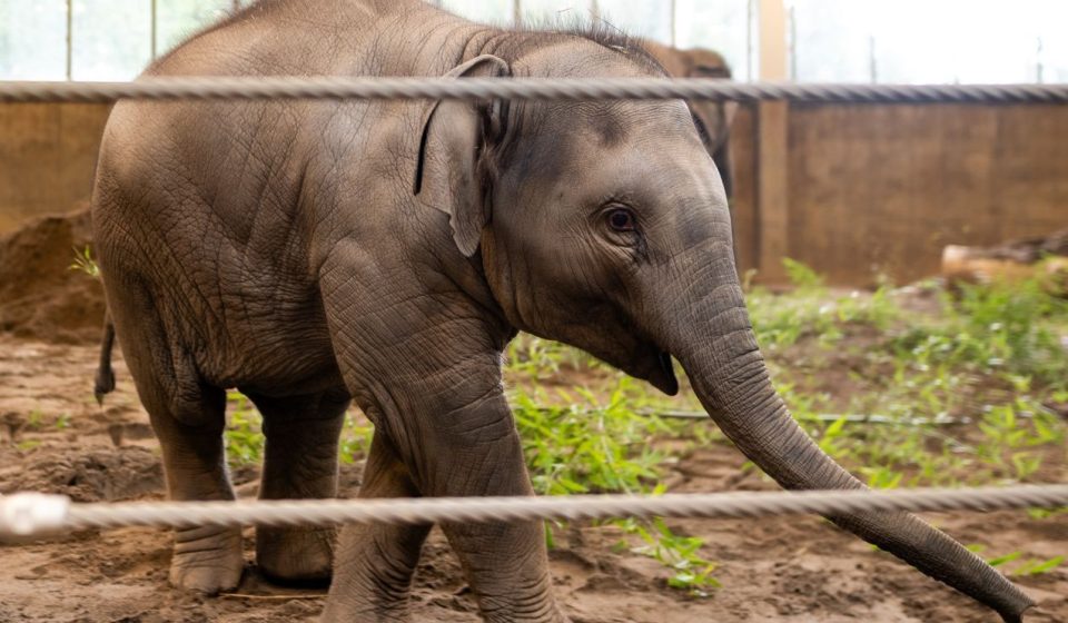 Tula-Tu stable as Oregon Zoo veterinarians treat fast-progressing strain of elephant herpes