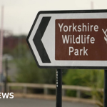 Man dies after tiger attack at wildlife park - BBC News Africa
