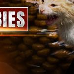 Confirmed case of rabies in Roanoke cat