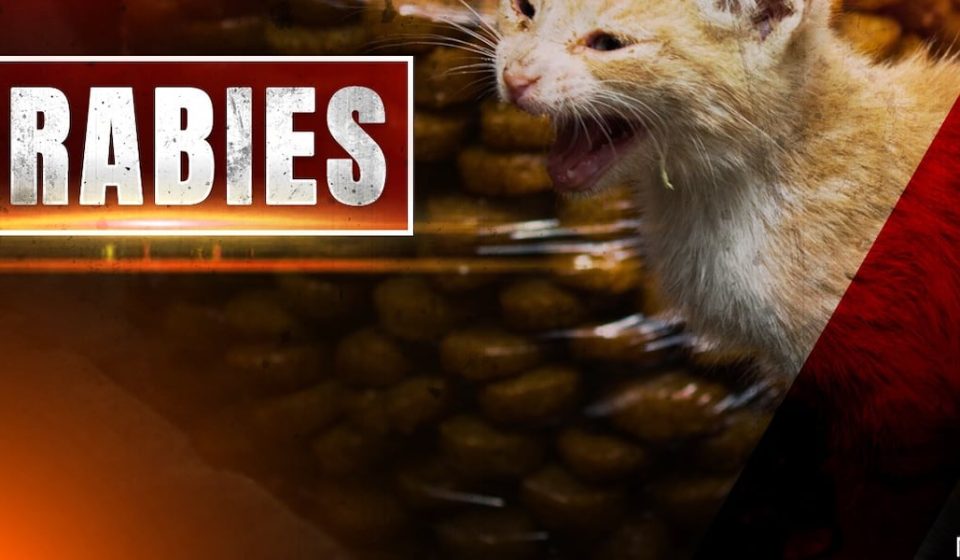 Confirmed case of rabies in Roanoke cat