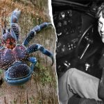 Amelia Earhart research team forced to avoid coconut crabs by sleeping on ship