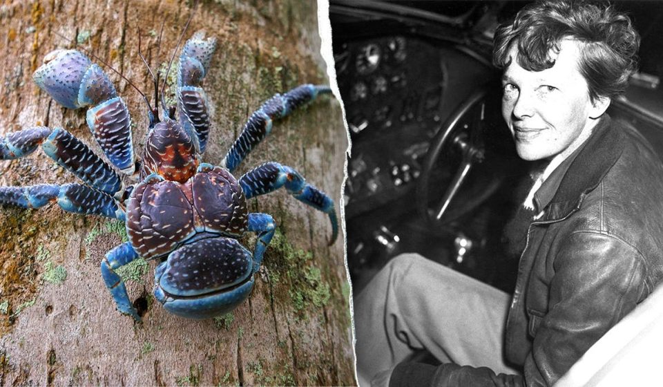 Amelia Earhart research team forced to avoid coconut crabs by sleeping on ship