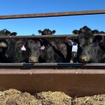 Trump tariff break angers some US ranchers, boosts Brazilian beef imports | News 2026 US midterm elections