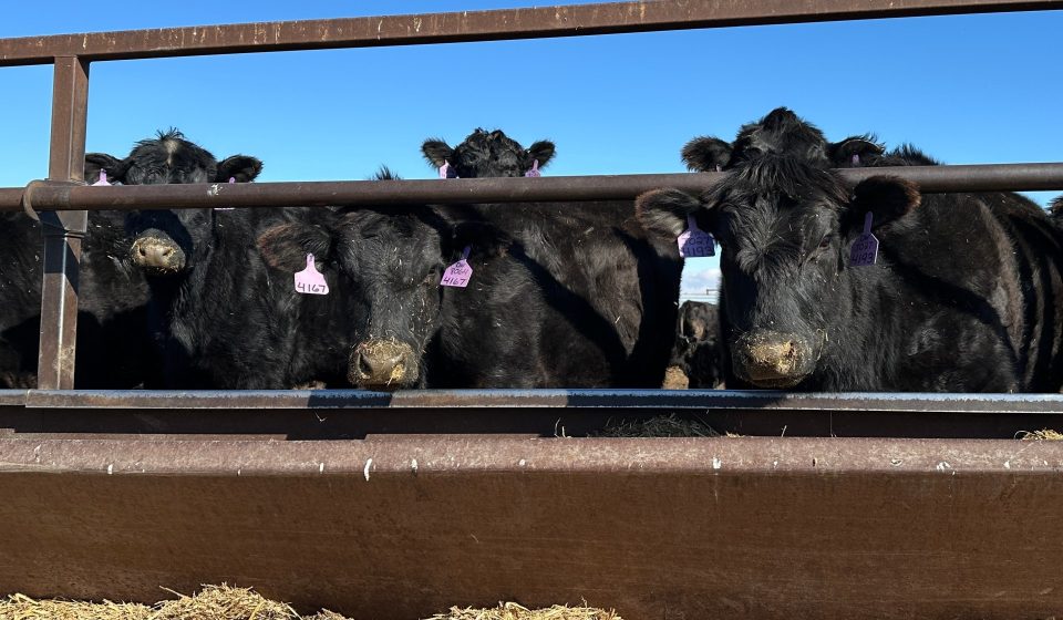 Trump tariff break angers some US ranchers, boosts Brazilian beef imports | News 2026 US midterm elections