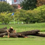 Park Service to remove more than 500 trees from historic golf course Trump is redesigning