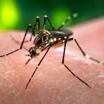Dengue cases in Florida continued to rise after emergency declaration