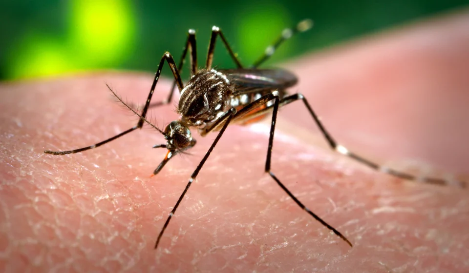 Dengue cases in Florida continued to rise after emergency declaration Dengue cases in Florida continued to rise after emergency declaration