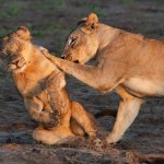 Announcing the funniest animal photos of 2026 (number 7 is completely hilarious)