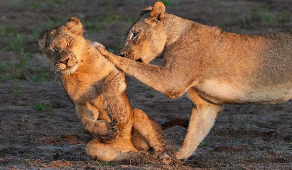 Announcing the funniest animal photos of 2026 (number 7 is completely hilarious)