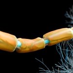 Scientists begin to uncover the most important genetic risk factor for Alzheimer's disease