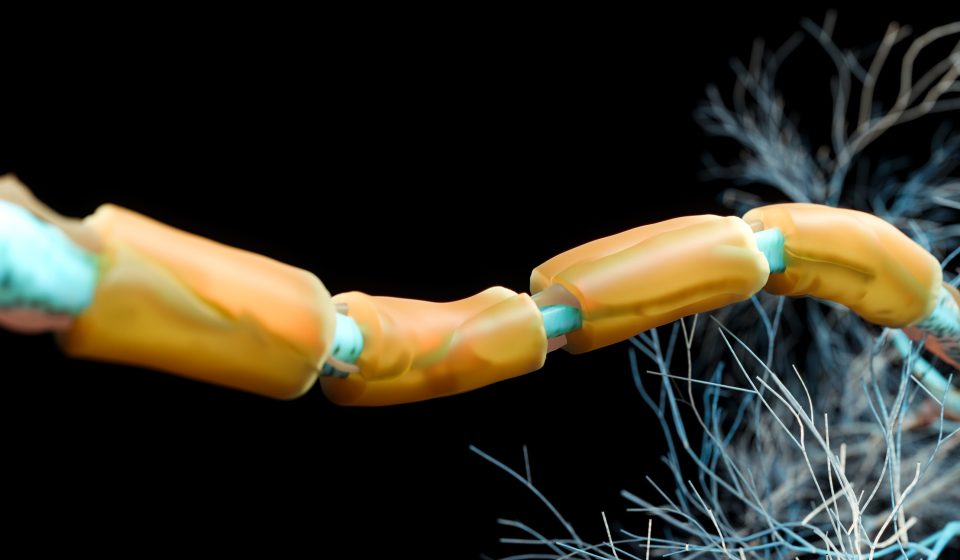 Scientists begin to uncover the most important genetic risk factor for Alzheimer’s disease Scientists begin to uncover the most important genetic risk factor for Alzheimer's disease