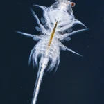 Sea monkeys show scientists how to rewrite turbulence rule