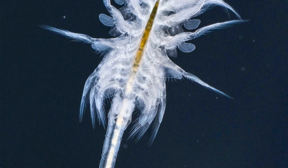 Sea monkeys show scientists how to rewrite turbulence rule