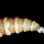 Carnivorous dung worms spread to third state and attack pets