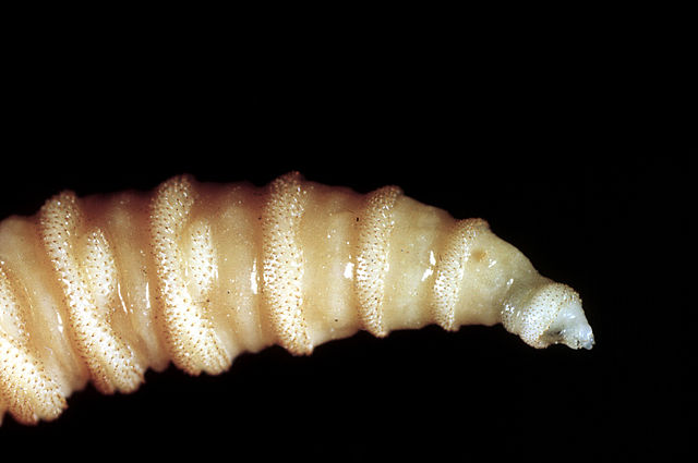 Carnivorous dung worms spread to third state and attack pets