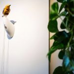 Kelly Clarkson Art of Play Bird Molly Speaks Out in Humor Column