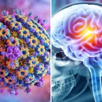 Virus affecting 60 percent of people could provide clues about Alzheimer's risk