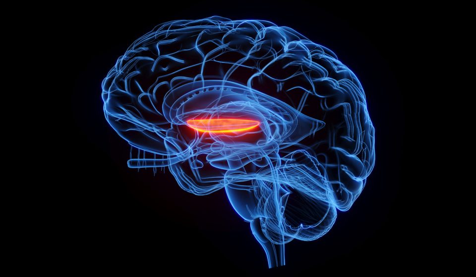 Ultrasound waves that shake deep brain structures may relieve delusions in schizophrenia, small trials show