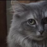 Cat food investigation finds toxic contaminants in almost every brand