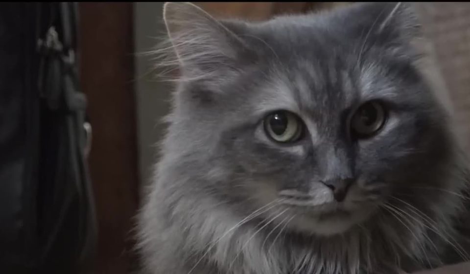 Cat food investigation finds toxic contaminants in almost every brand