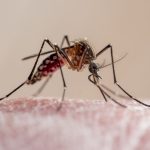 Florida's dengue outbreak is largest in the continental United States in decades