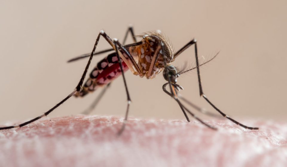 Florida's dengue outbreak is largest in the continental United States in decades
