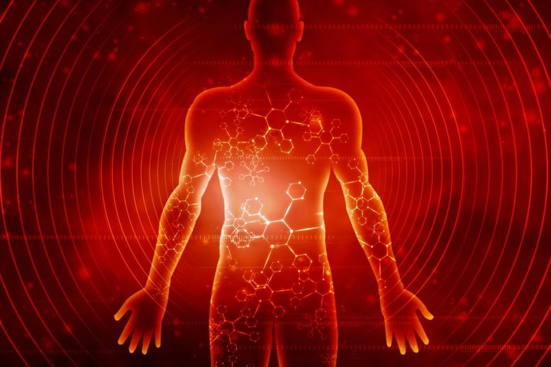 Surprising brain signal could explain why eating less protein extends lifespan