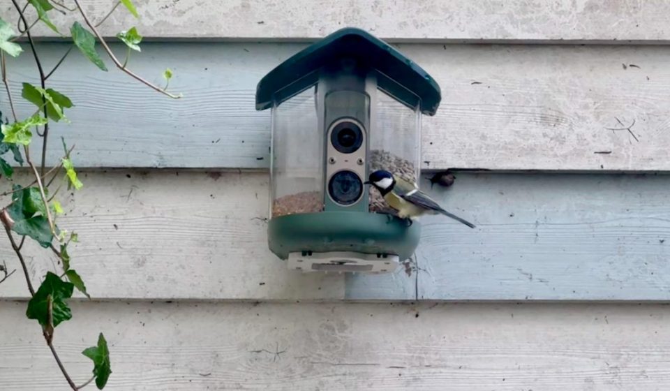 My brief romance with an AI bird feeder My brief romance with an AI bird feeder