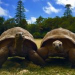 The secret to living 194 years is being a turtle