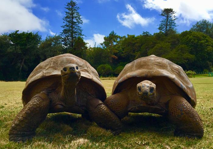 The secret to living 194 years is being a turtle