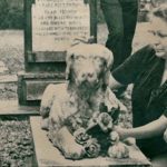 Review of Pet Cemetery Murders: Not Quite Heaven's Gate