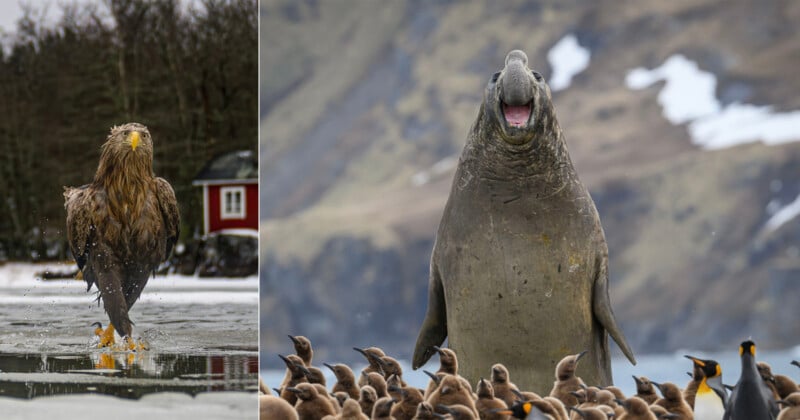 33 hilarious photos from the Nikon Comedy Wildlife Awards